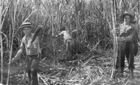 Cuba harvesting sugar