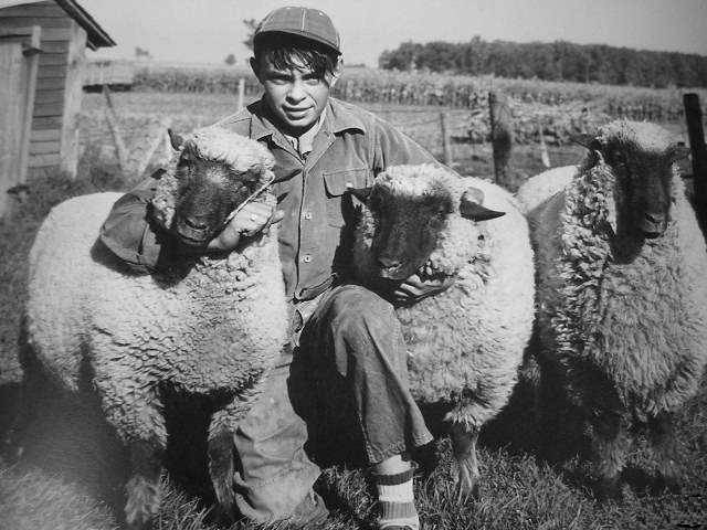 natural fiberrs wool