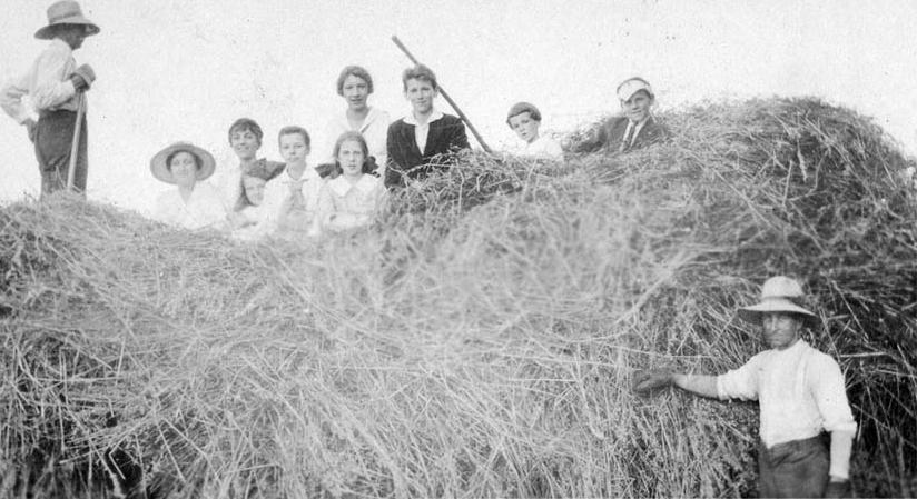 American crops