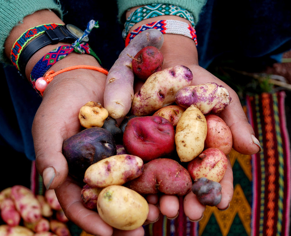 potato varities