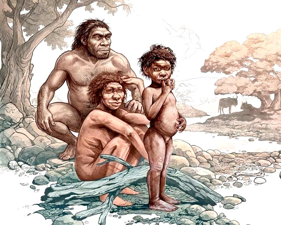 Homo erectus