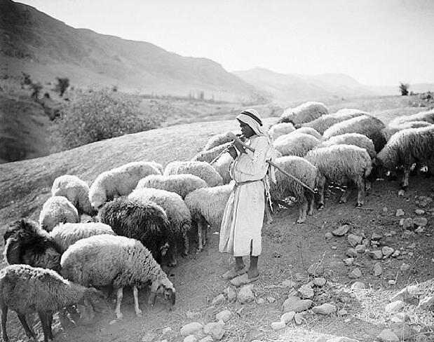 Arab shepherd boy