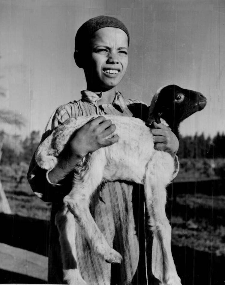 Egyptian shepherd boy