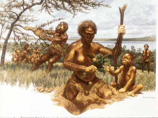  Australopithecus
