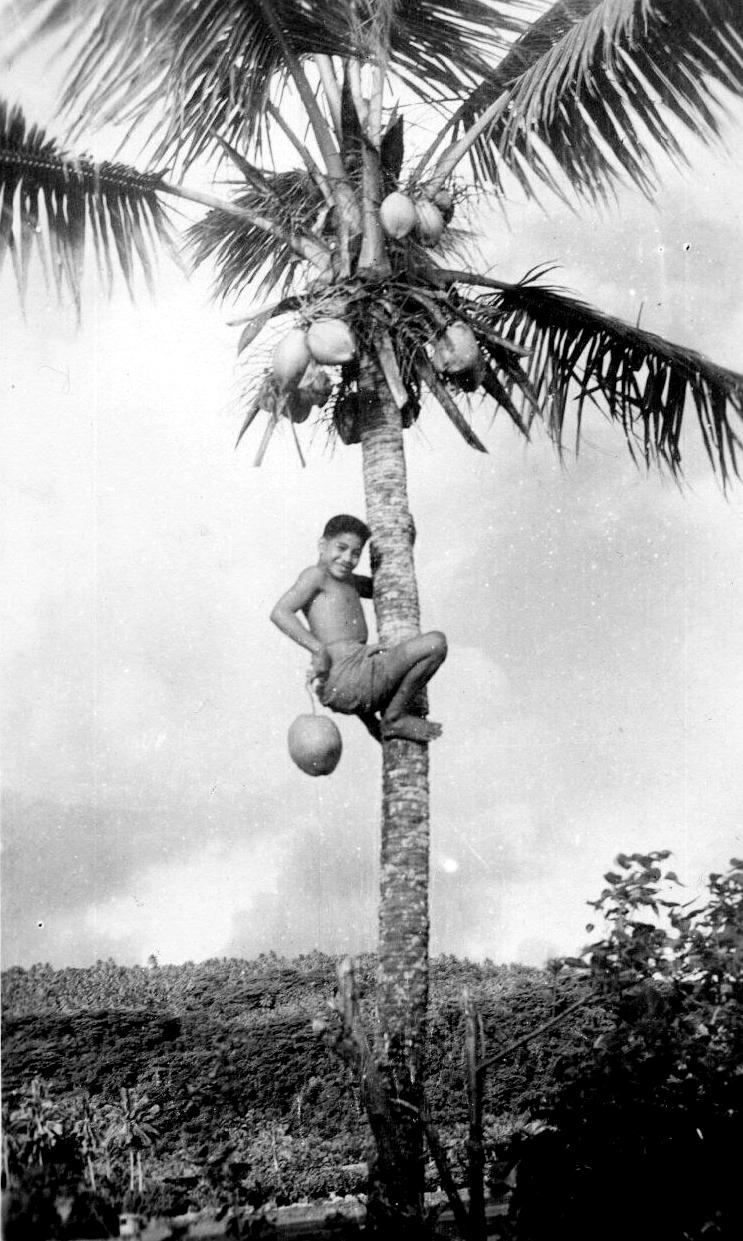 Oceania climbing palm trees